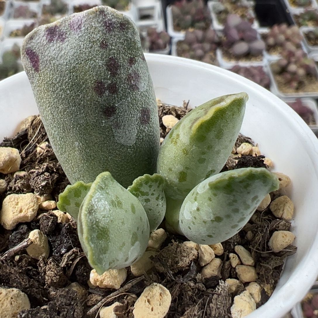 特价海豹锦多肉植物水泡