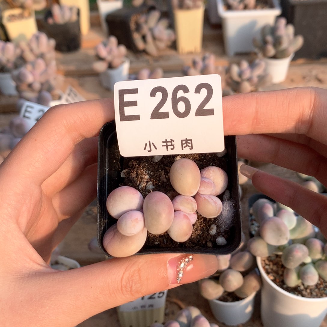 水光针水光针 262