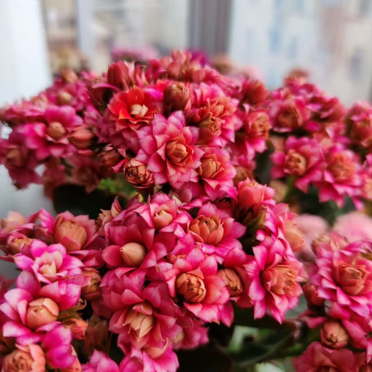 长寿花（芙蓉女神）110盆