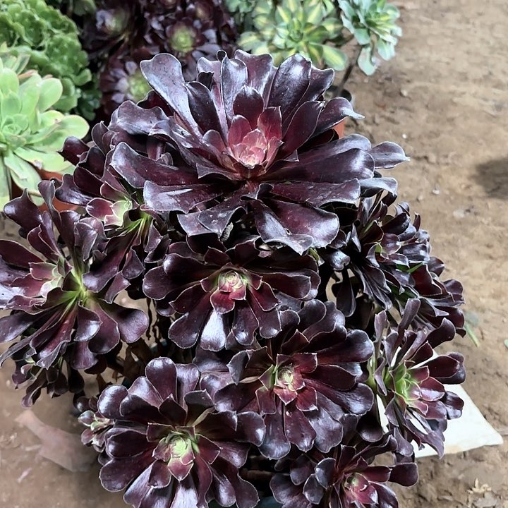 多肉植物哦若拉65