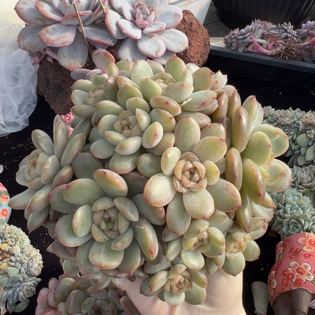 新年快乐 新年快乐 