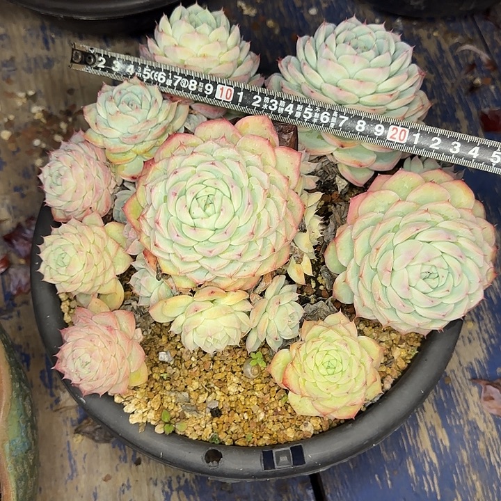 粉水晶540 多肉植物一物一拍