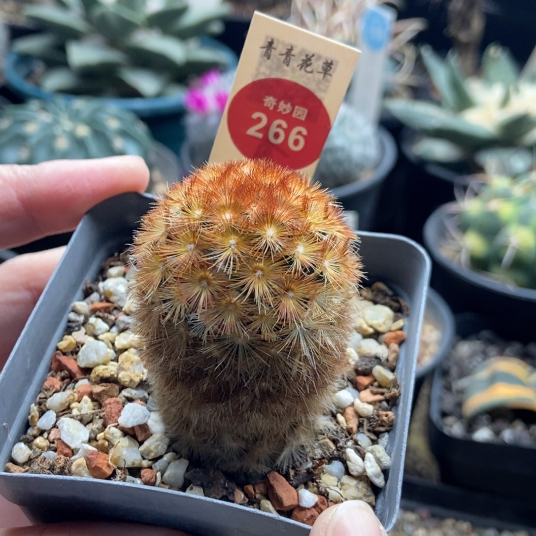 佛头嘉文丸3.6cm一棵仙人球