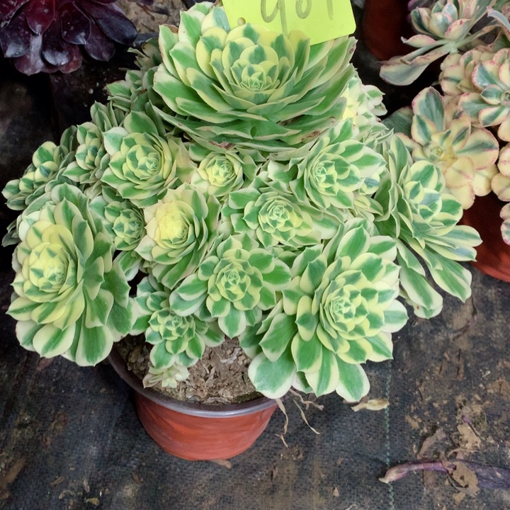 909迈巴赫多肉111111