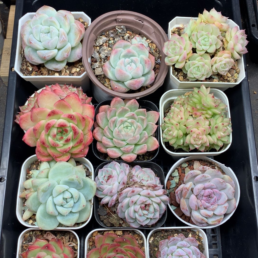 1130-92 套餐一组