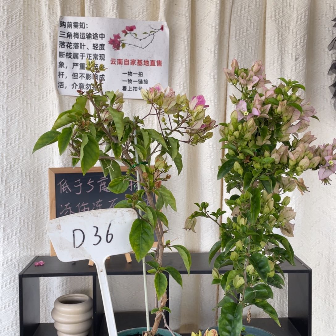 全部花朵章还有+丽娜D36