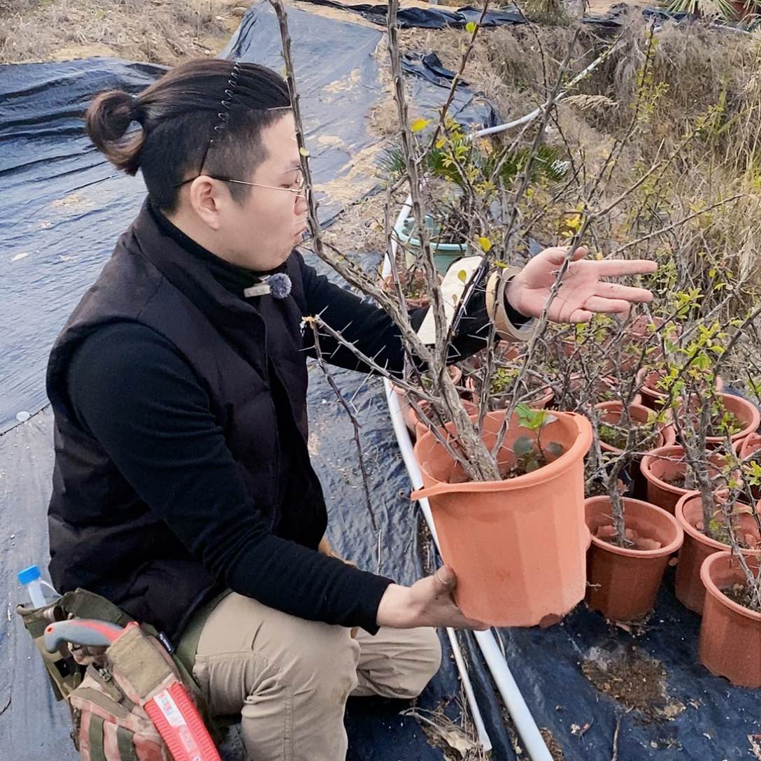 伟红龙一盆111111