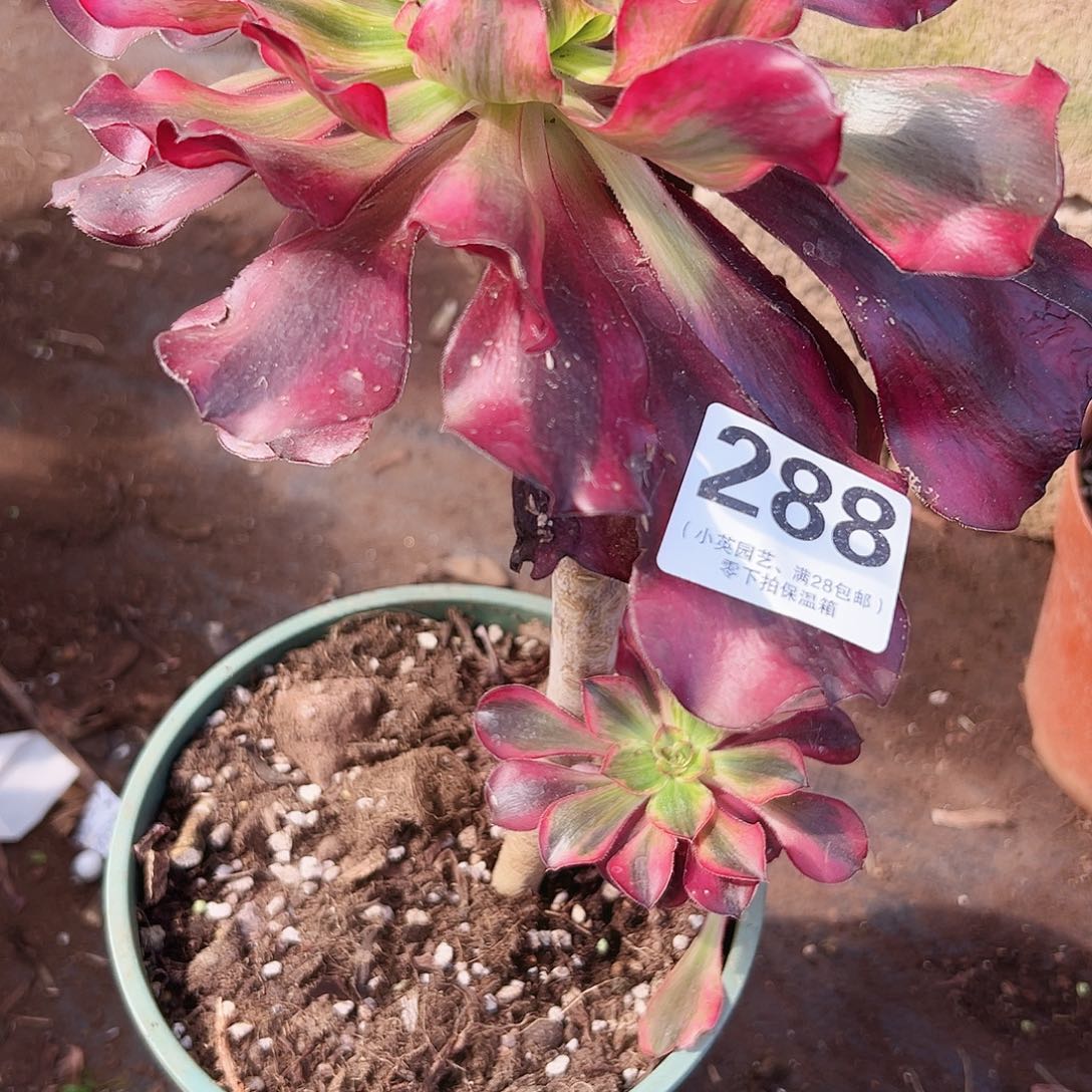 巫毒白288多肉植物多肉植物