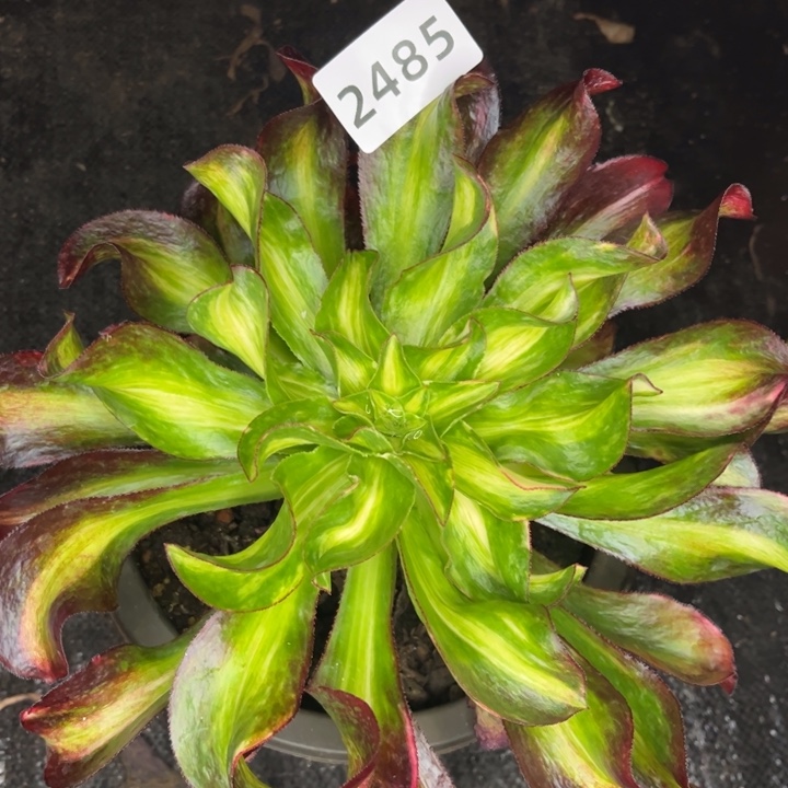 魅影七彩特价多肉发货