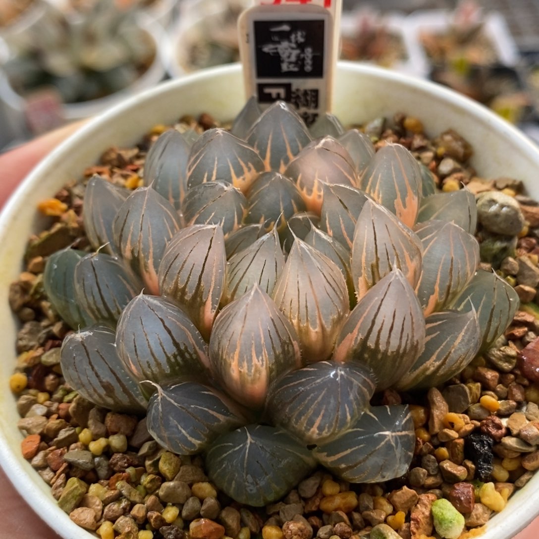 541糊斑霓虹灯玉露锦母本