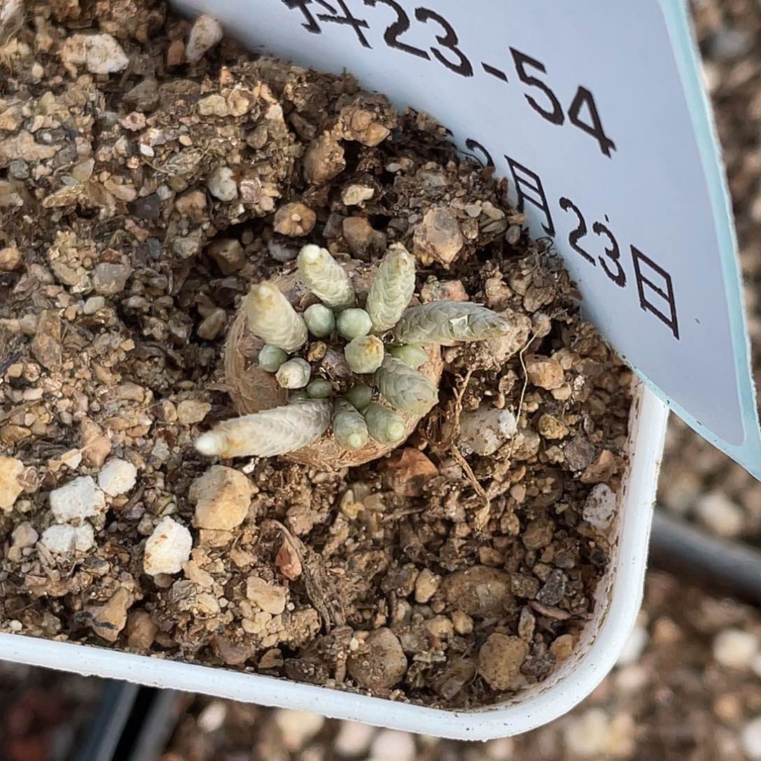 23-54韧锦多肉植物