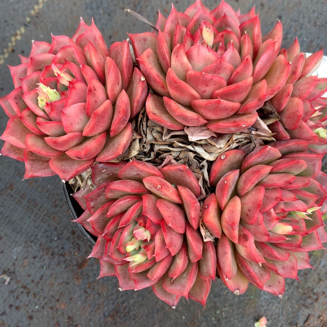 6912杂交精品基地15厘米