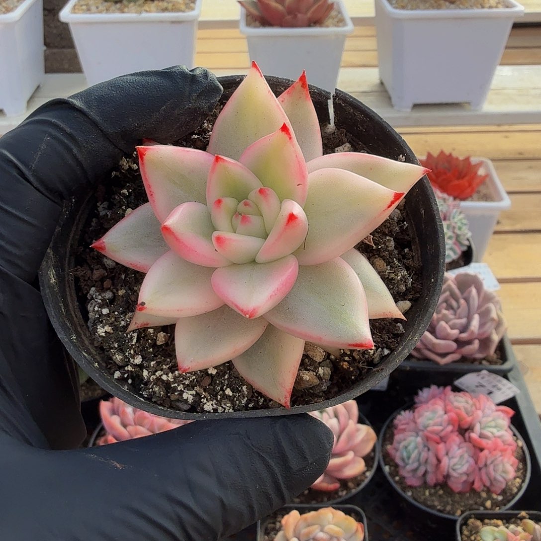 1128-72樱花玛丽亚锦