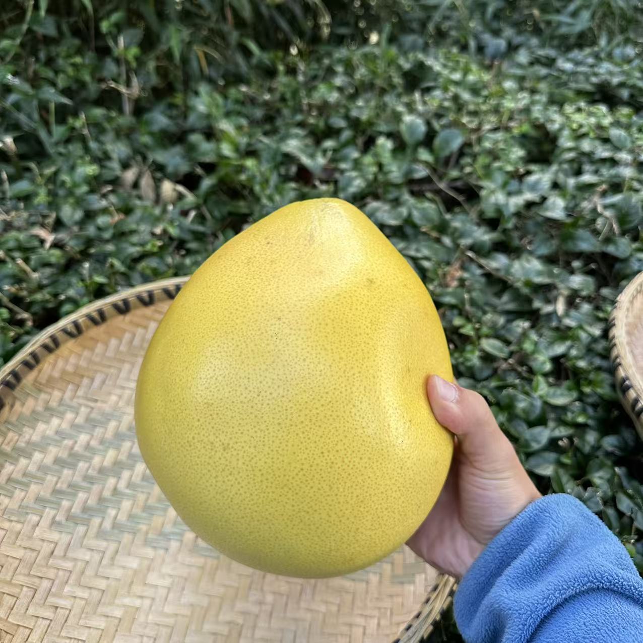 【小舒】 红心柚子 云南土特产