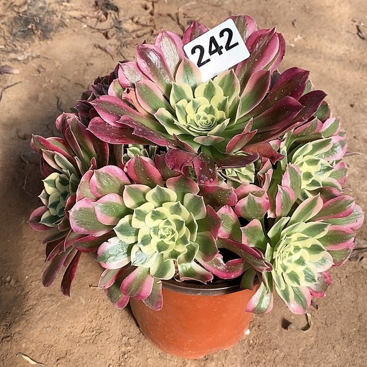 法师植物，12345678