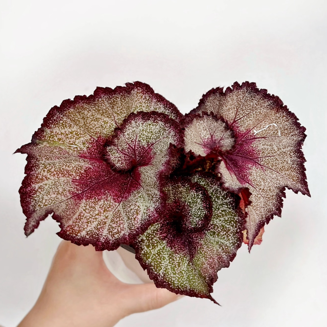 舒雅秋海棠室内观叶植物耐阴好养易活绿植盆栽适合书房客厅