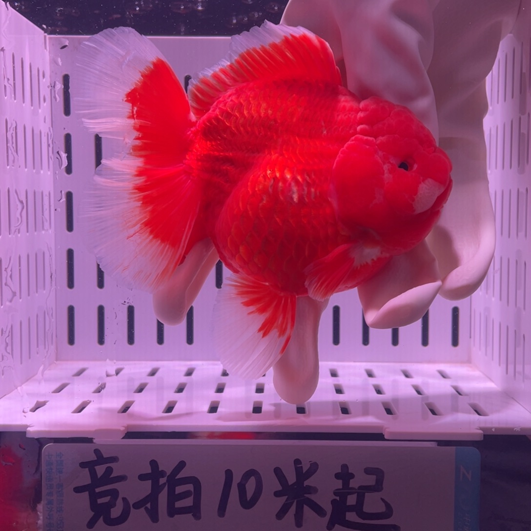 金鱼泰狮金鱼渔场直发