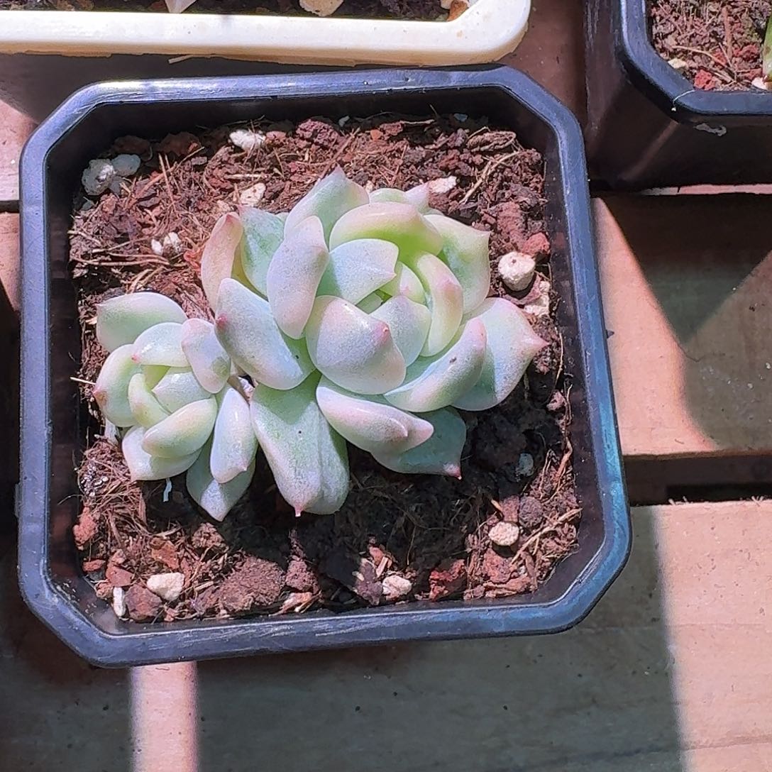 霜花锦多肉多肉多肉