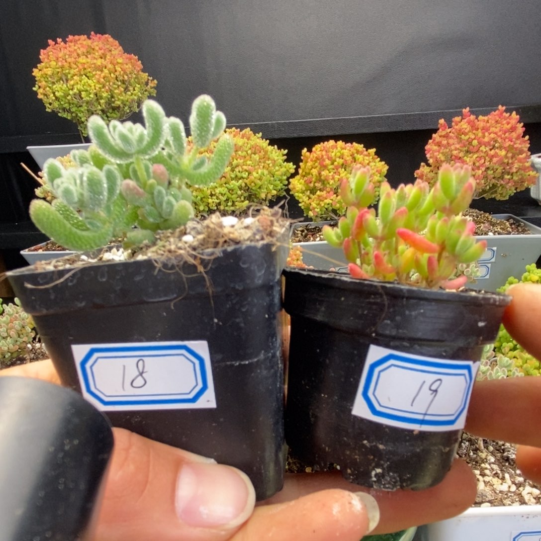 18号优选冰晶，19号优选红宝石多肉