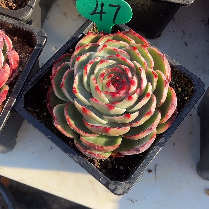 47花脸惊鸿仙子，50两颗