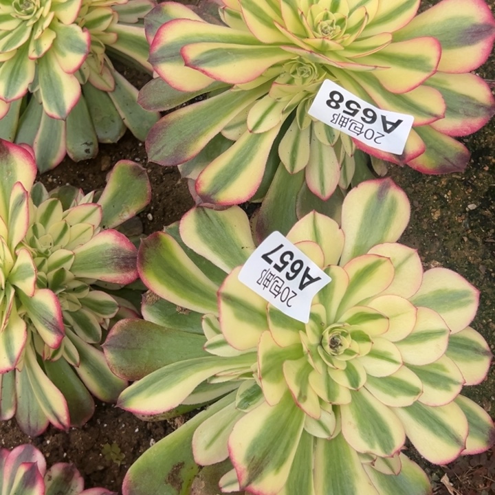 多肉植物658657不售后