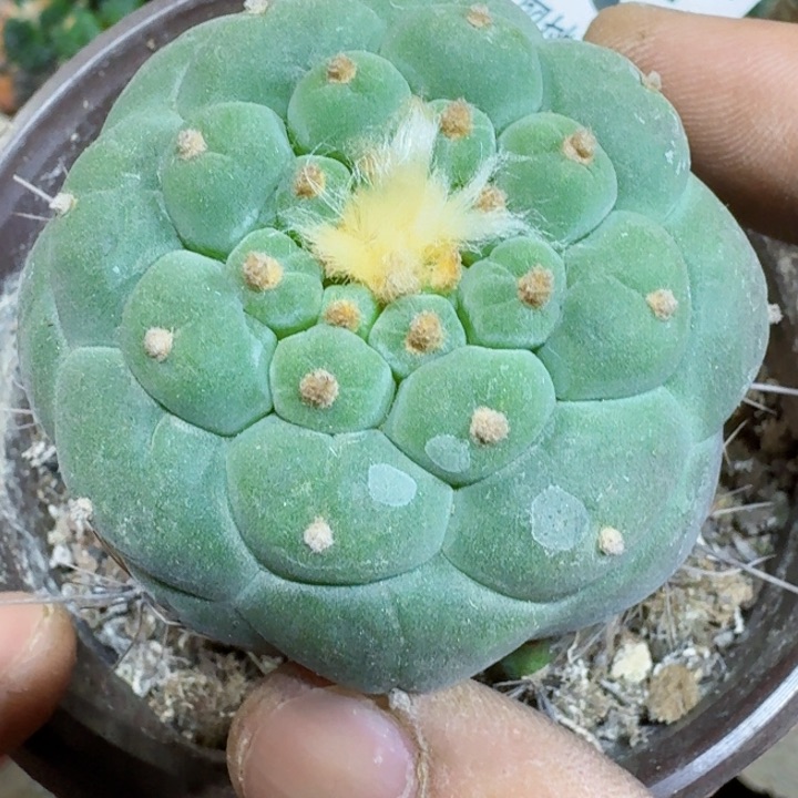 福利苗接大尤312