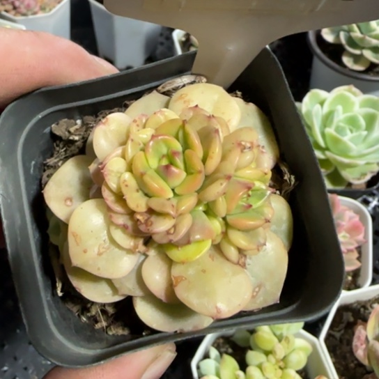 214辣牡丹锦一物一拍多肉