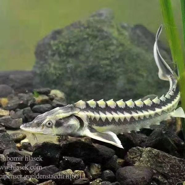 俄罗斯冷水淡水观赏食用均可适合鱼缸水库鱼塘养殖鲟鱼鲟龙鱼