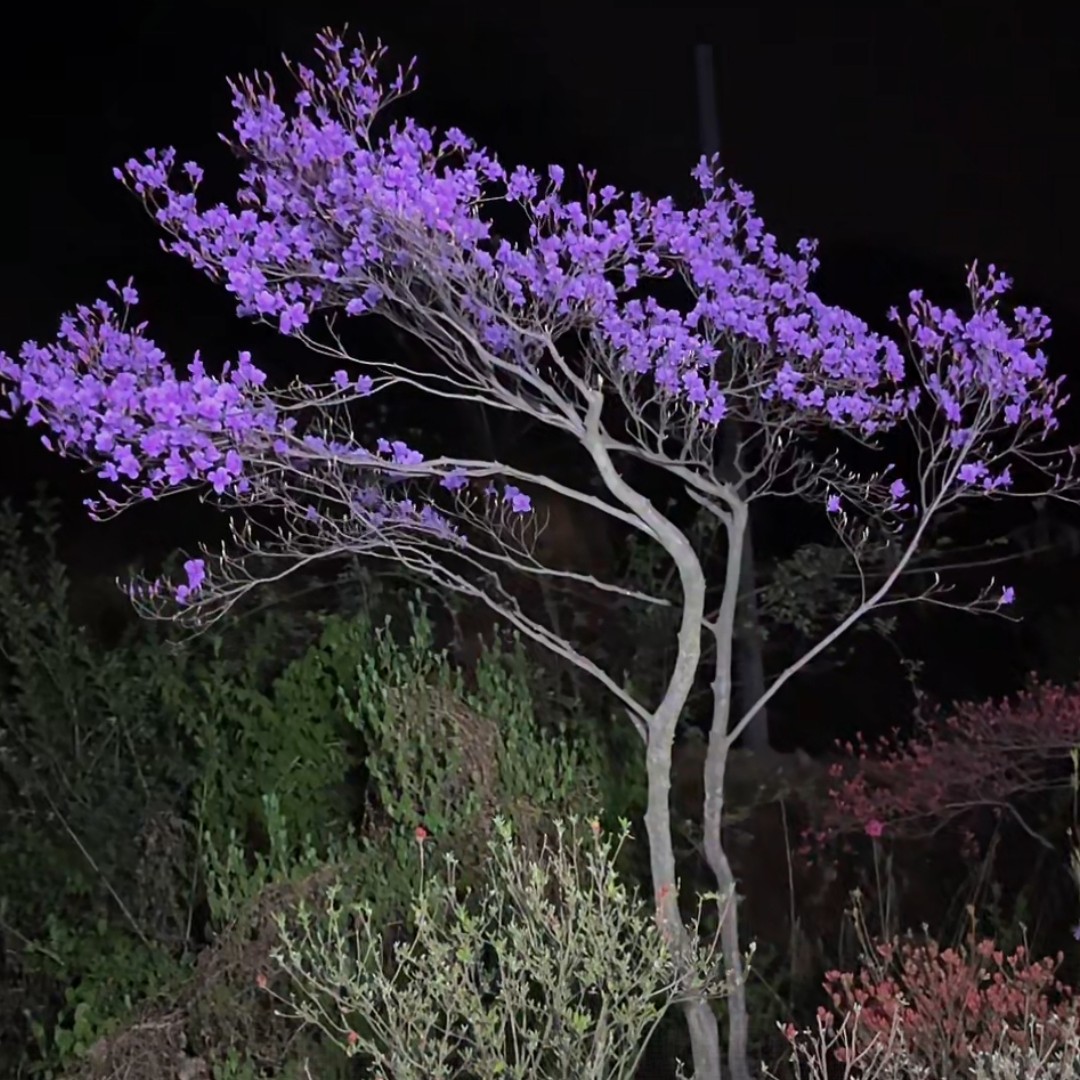 大别山映山红 紫花 紫花