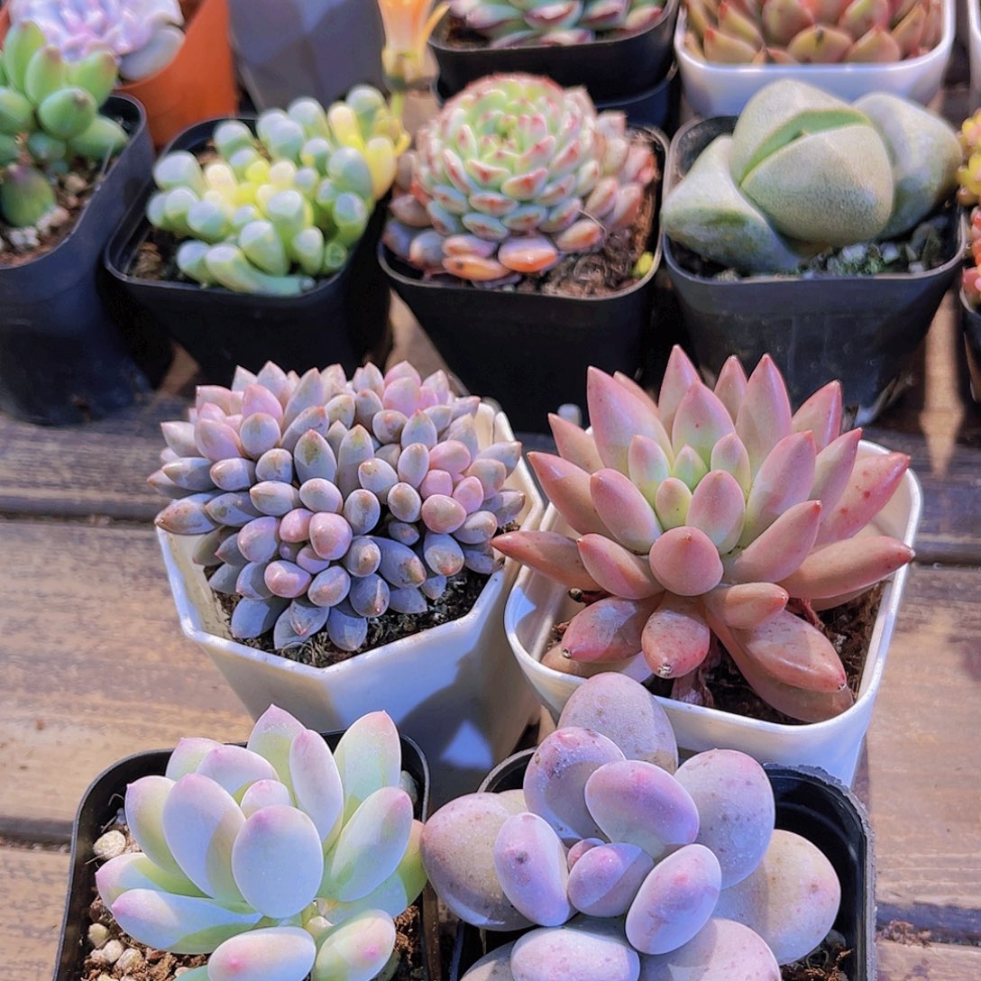 蓝舍香水➕红蜻蜓➕桃美人➕苹果奶