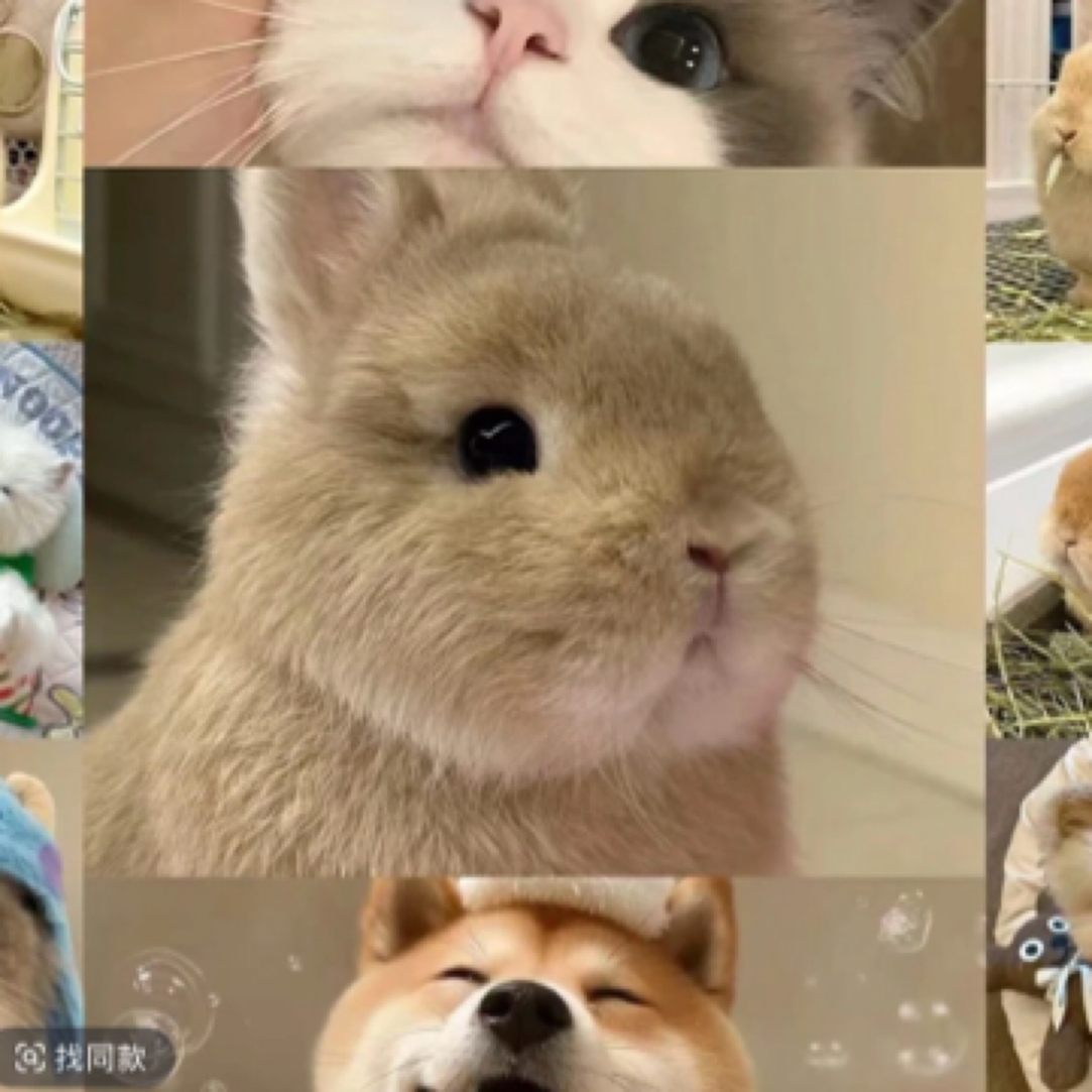 宠物横竖宠物寸1000影集塑封插页式宝宝儿童纪念宠物