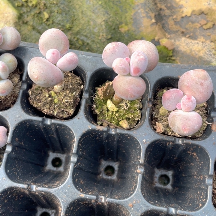 彩虹奶随机发3颗满18包邮腿长