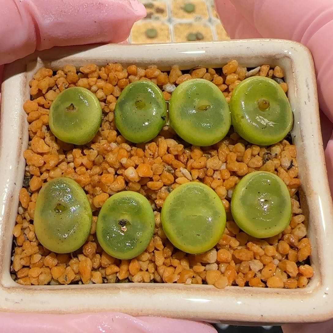 肉锥多肉植物百科-水晶鞋不带盆344