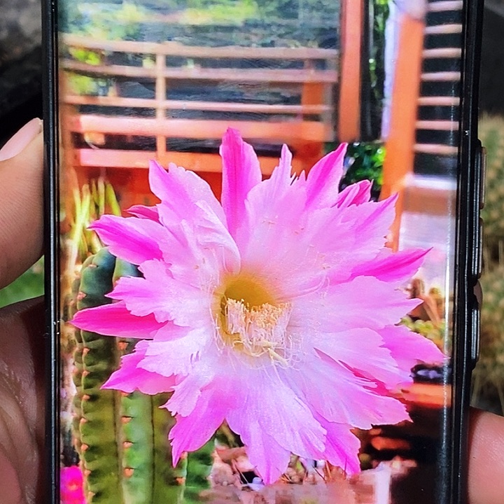 毛 国王 /侧芽歪20包邮/