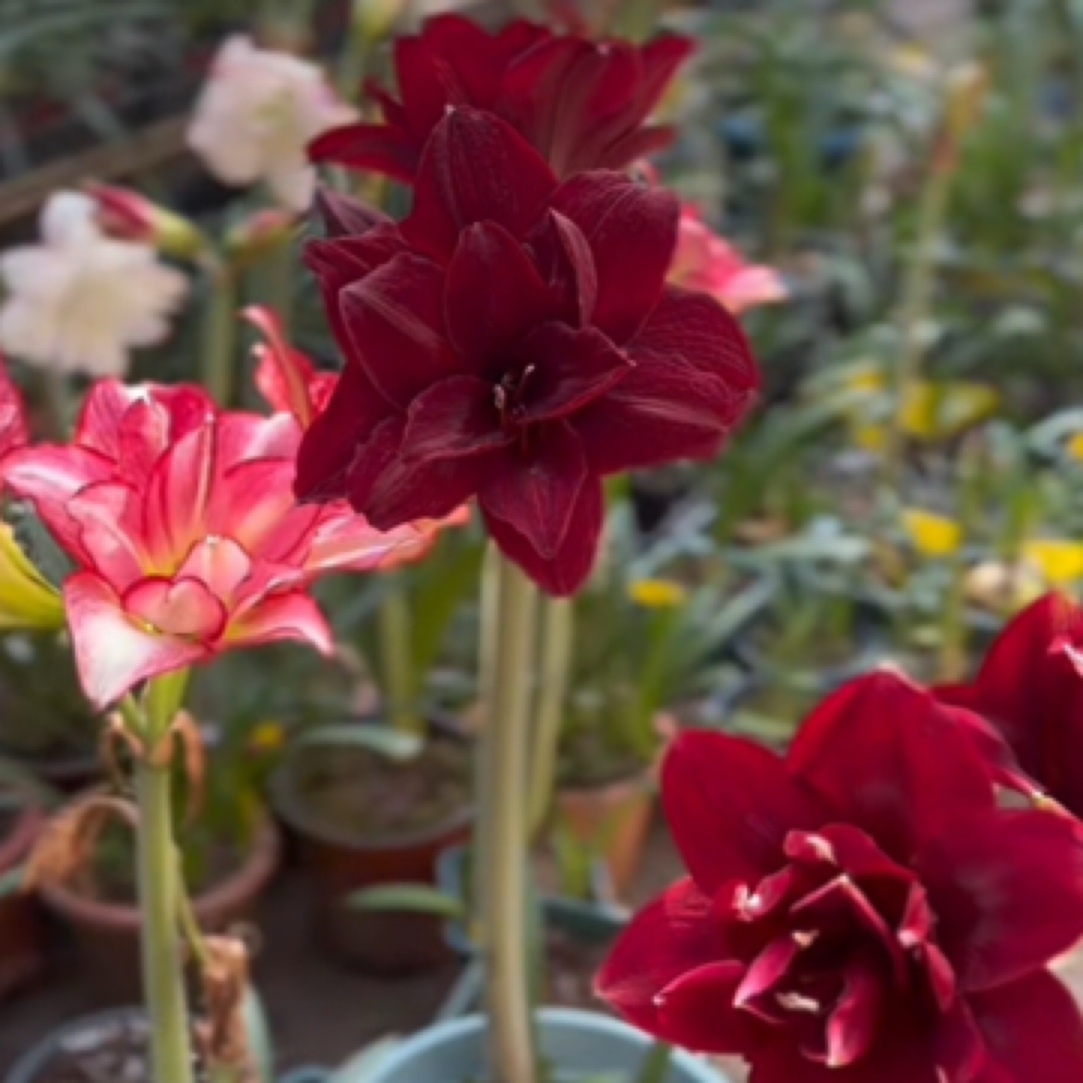 澳黑朱顶红，黑红色朱顶红丝绒质感，球根花卉裸球发货