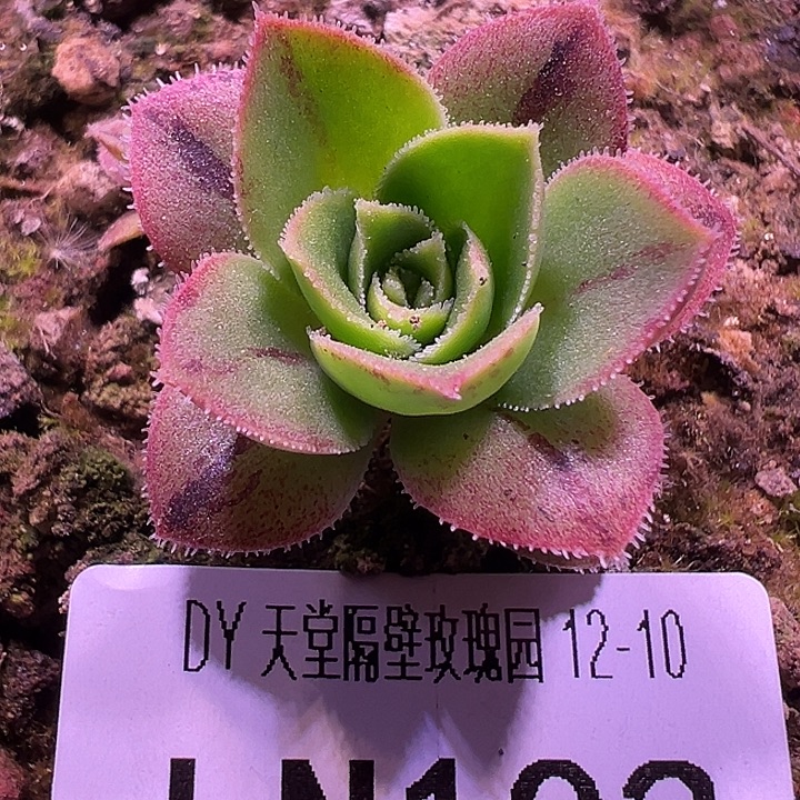 露妮102紫色孤契龙霜带珠珠