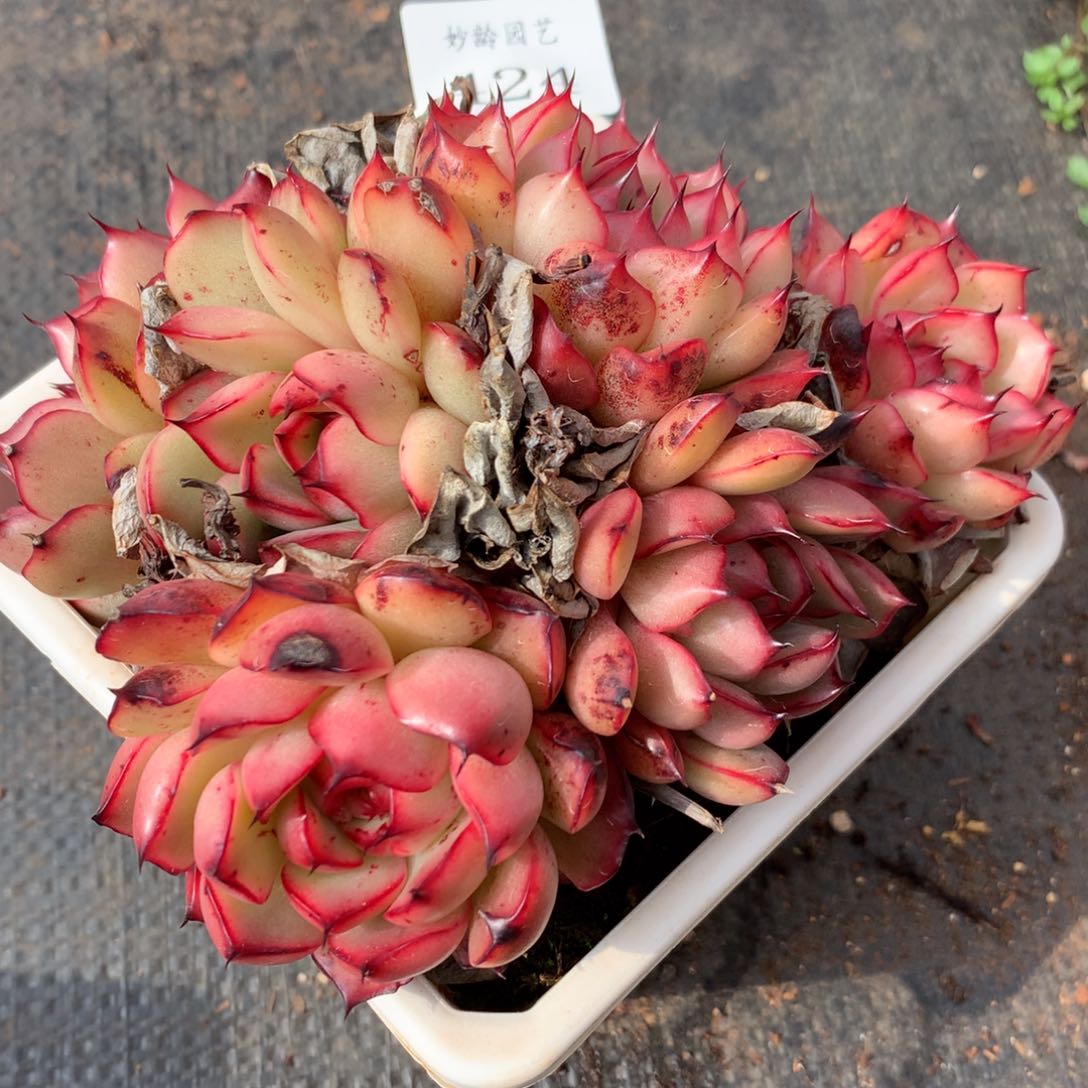 424新年快乐发发发