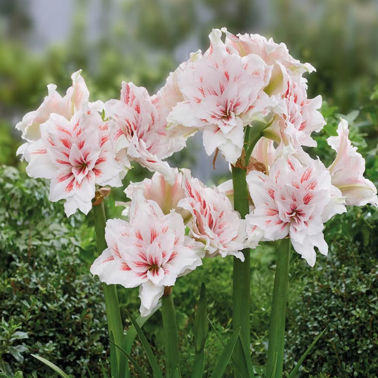 重瓣朱顶红种球荷兰新品【玛德琳公主】