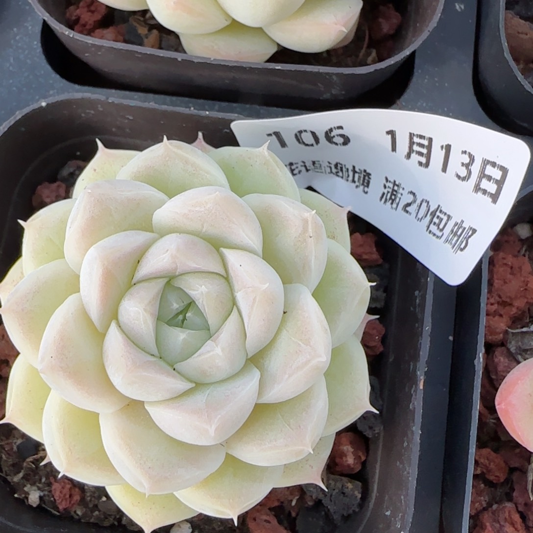 花语逸境0113-106白胖子