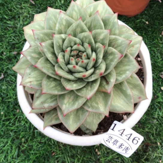 蔷薇突起，1446，一物一拍