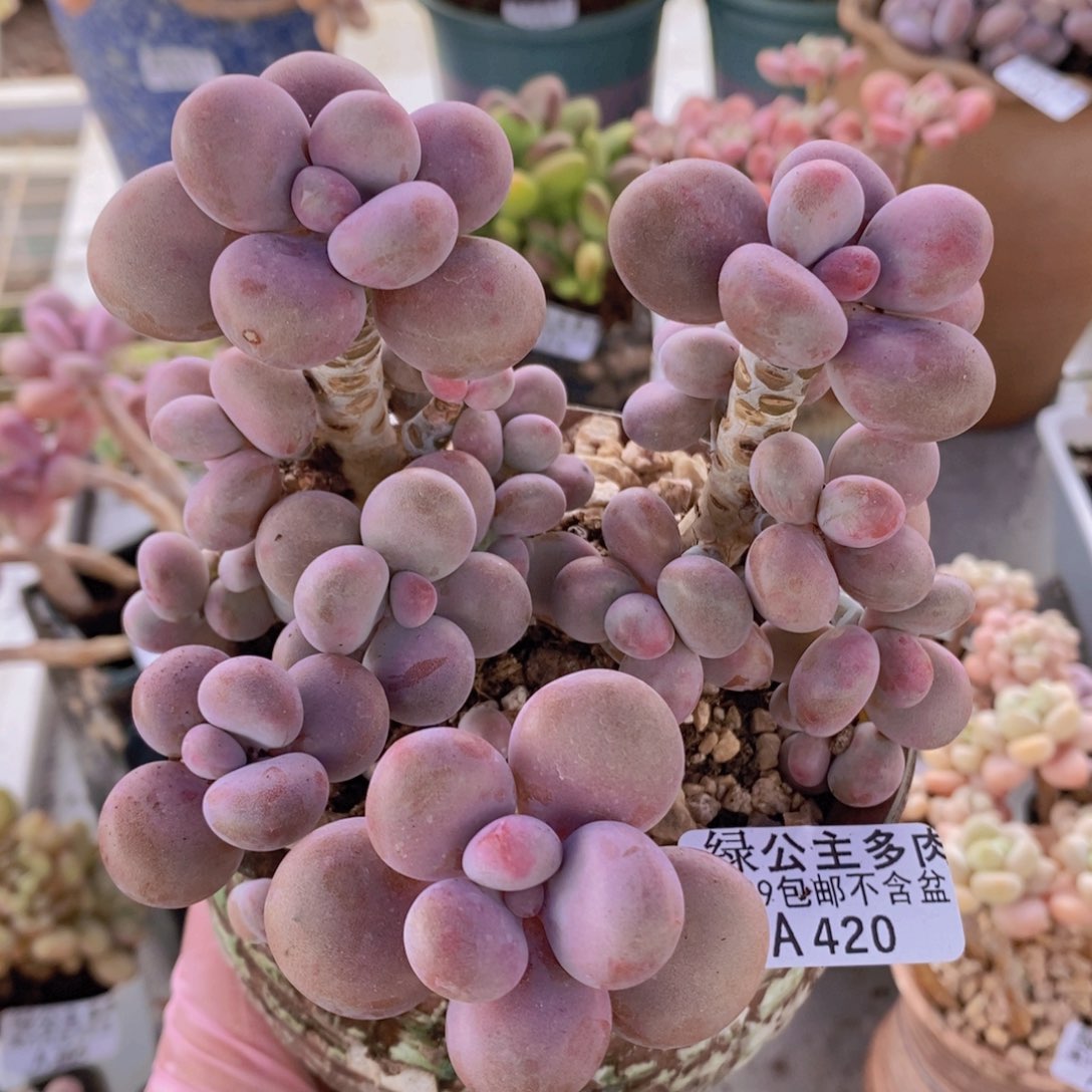 腰子桃蛋13cm420多肉植物