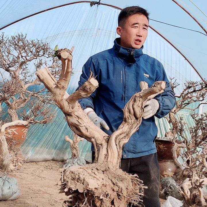 全部花朵金银花888888