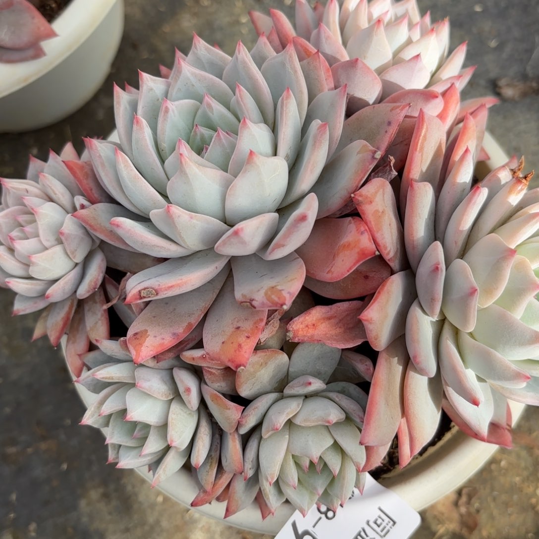 同温层多肉94粉蓝鸟