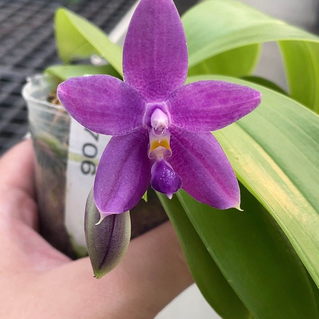 完全开放D706开花株 121号