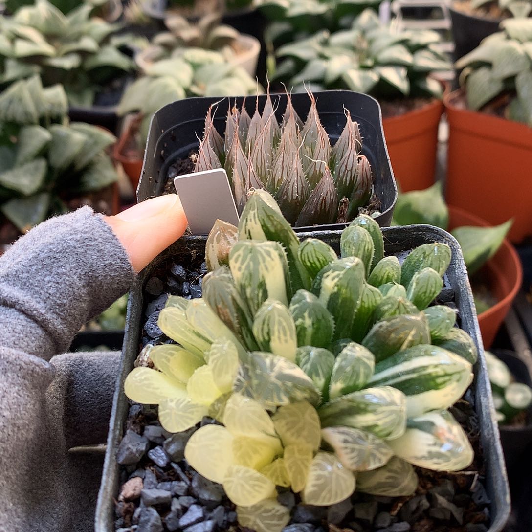 玉露锦带盆土发货