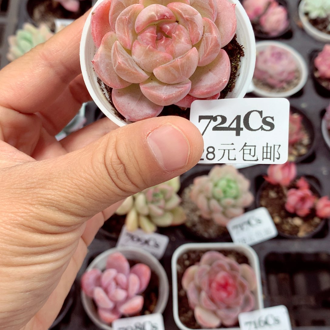 5厘米精控多肉724