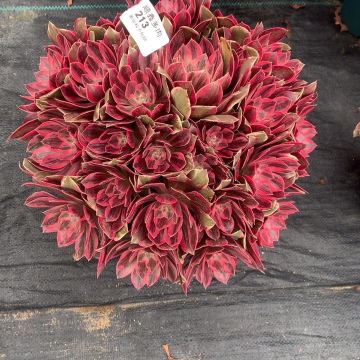 213浣沙多肉植物