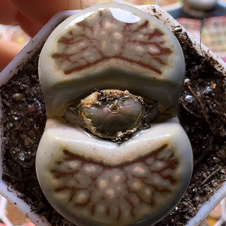 生石花111111。3.5左右。 327