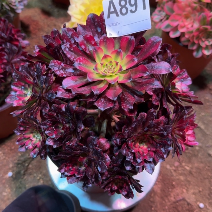 红陶美姬891多肉