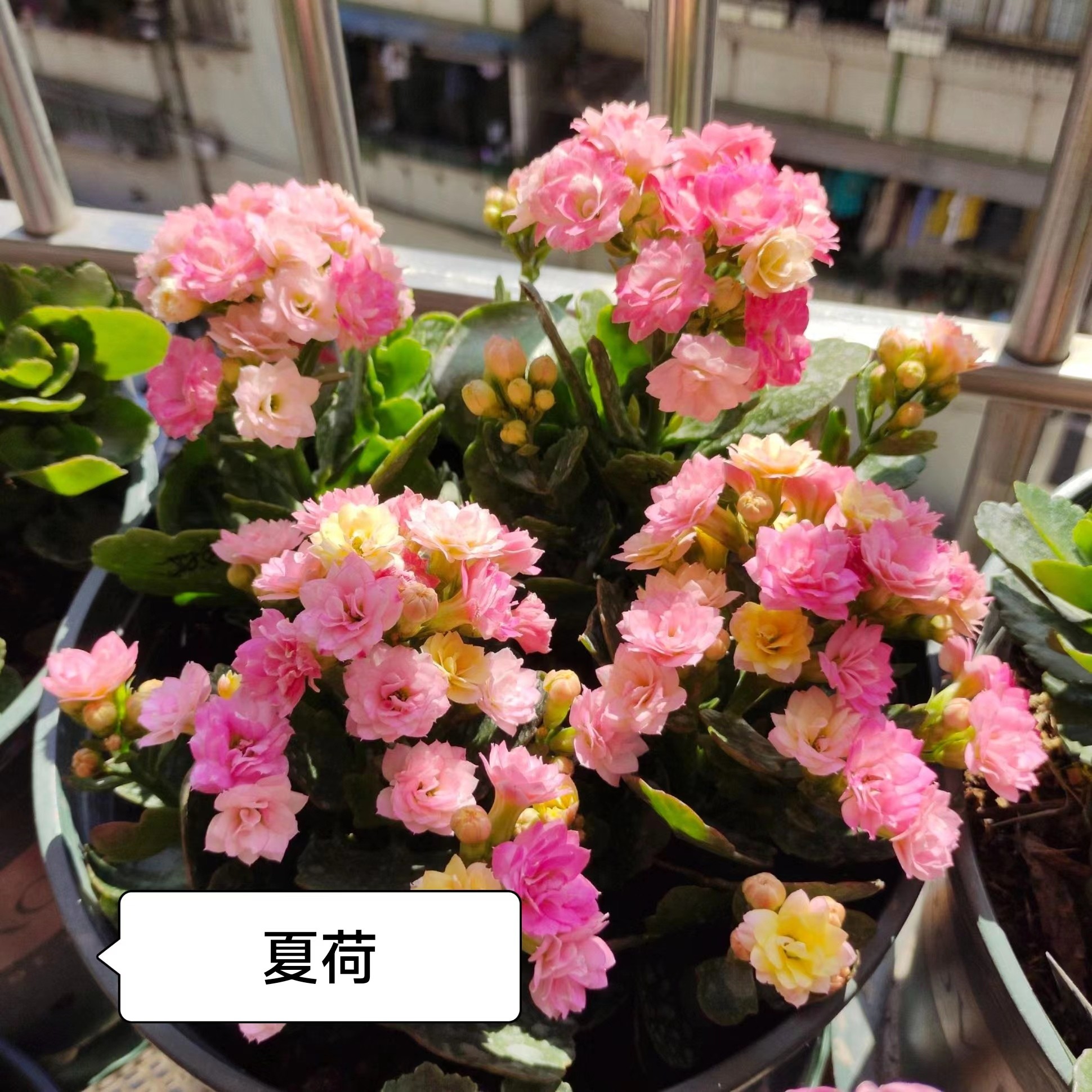 长寿花～【夏荷】（拍一送1棵小苗